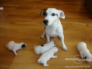 1501443-predam-parson-jack-russell-terier-4.jpg